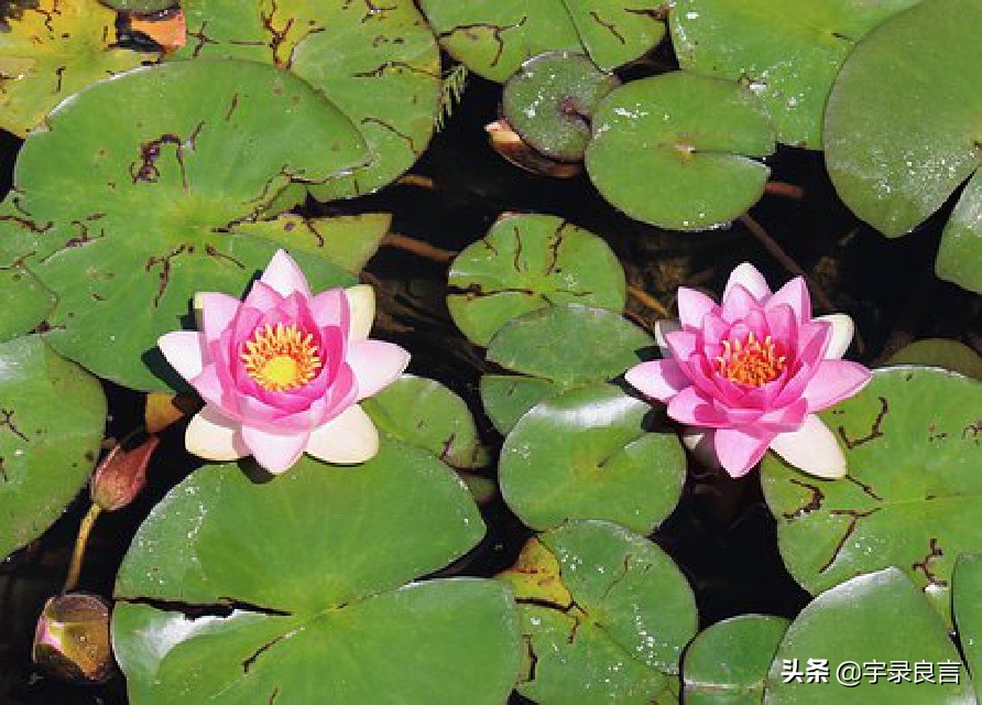 说到心坎上的人生句子，感悟生命的美好，精致唯美，句句暖心