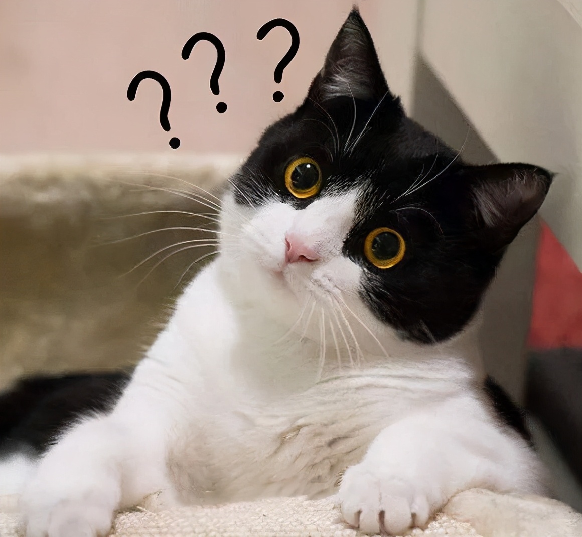 最容易饲养的3种猫咪，养到的人都在偷着乐呢
