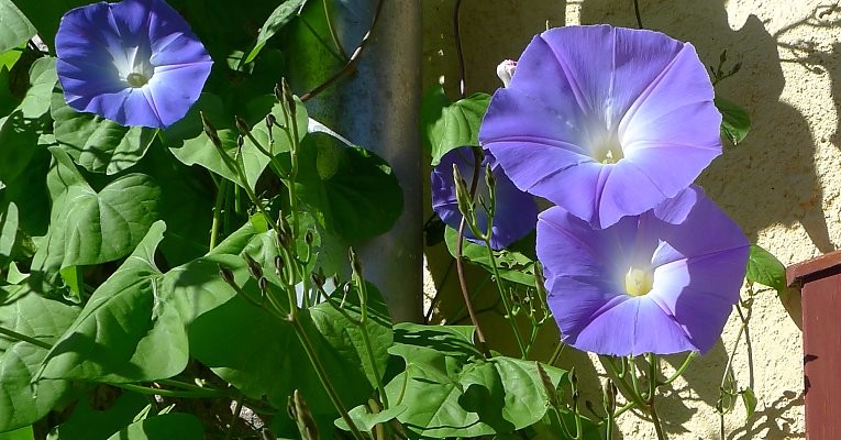买一点种子就能种出一片牵牛花，四季都可开花，还有蓝色花的品种