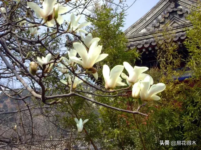 玉兰、紫玉兰、广玉兰、白兰花、木兰、望春、辛夷分别是什么花?