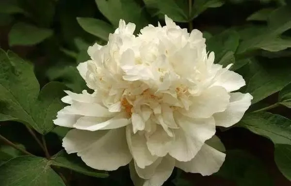 100种名贵牡丹鉴赏 绘画好素材（报花名）