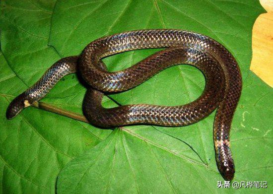 五头蛇是真的吗(世界上有五头蛇吗是真是假) - 武陵观察网