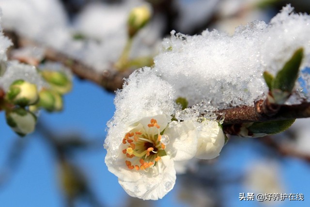 梅花有哪些品种(最牛、最全的梅花品种大全来了)