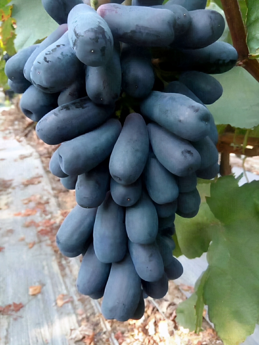 葡萄品种排名前十，葡萄品种排名前十都有哪些？