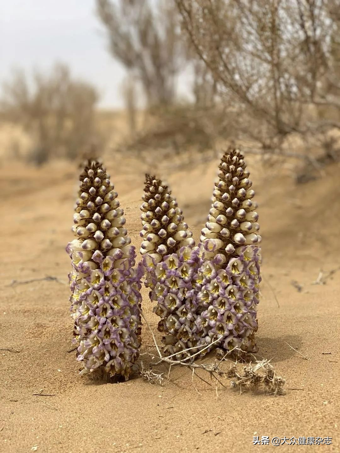 "沙漠人参"肉苁蓉肉苁蓉为著名的补益中药,在唐代开元年间(713—741年