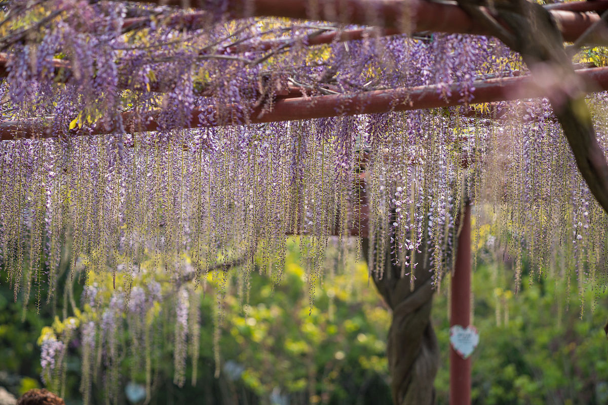 4种爬藤植物，有“招财进宝”寓意，还都漂亮，适合在家里养