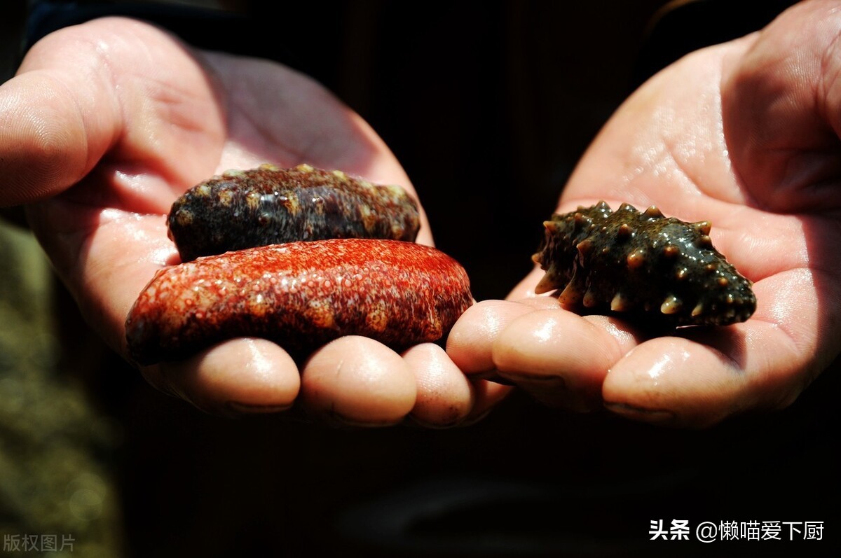 假海参(海参怎么分辨真假)