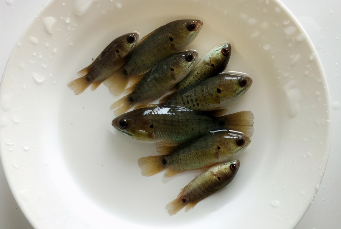 过山鲫:没"出息"的鱼,能上岸行走,却会被水淹死,还视为害鱼