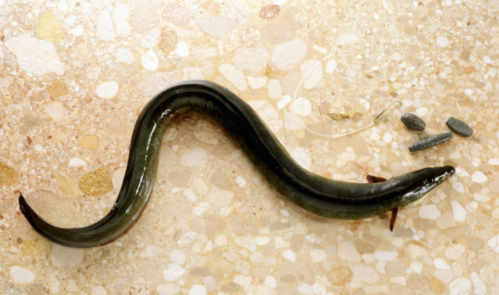 人造革是什么样子的（超全面珍稀皮革博览：33种罕见皮革材料图文集合）