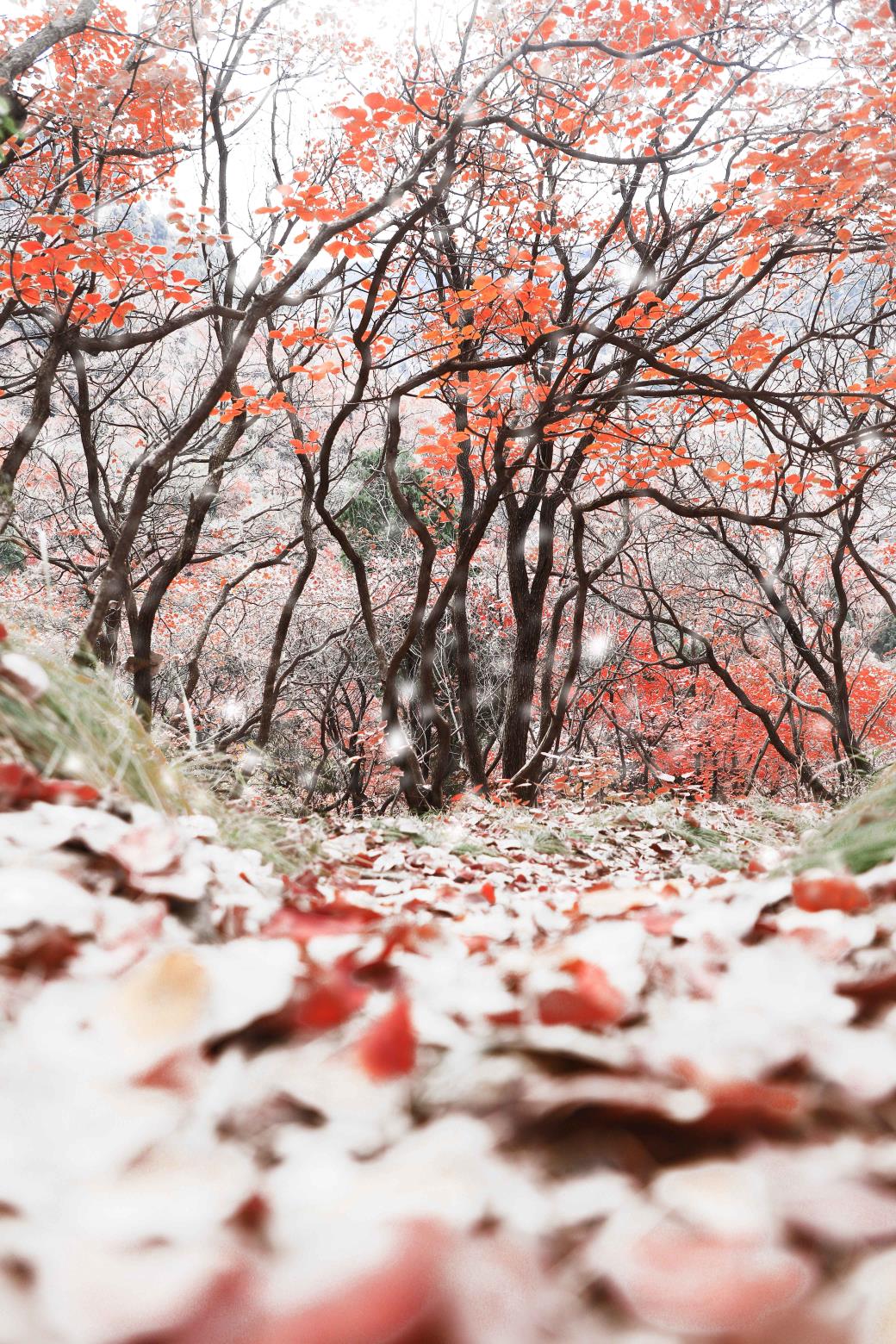 山东7市迎暴雪~雪后十大景点美爆，快来看