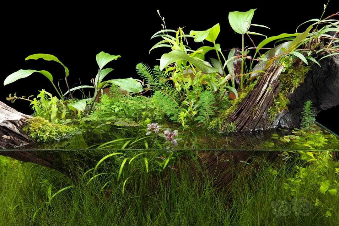 水草泥哪个牌子好（给新人一份草缸入门器材的选择）