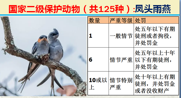 国家保护动物分几个等级（125类二级野生保护名录）