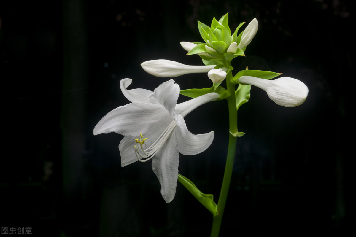 玉簪花的风水寓意（花色纯洁与众不同，玉簪花的养护须知）