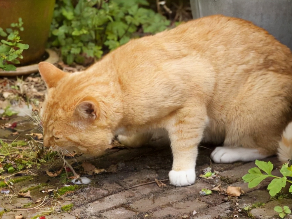 猫一直吐白色的粘液和白沫（猫一直吐白色的粘液和白沫会死吗）-第5张图片-华展网