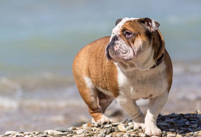 英國鬥牛犬身上怎麼那麼臭