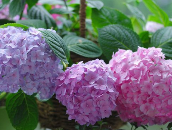 绣球花怎么养 十大不吉利花绣球花-百科叔叔