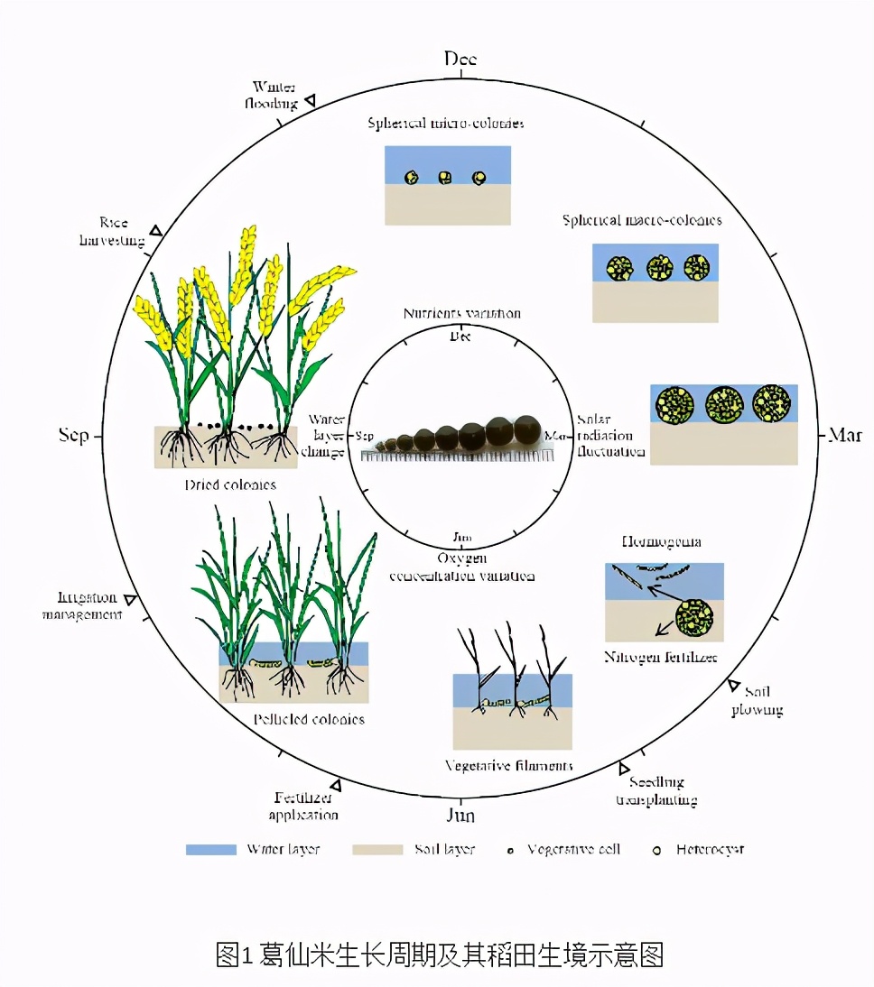公开发表！湖北科研团队接连取得科研重大成果，引起国际关注！