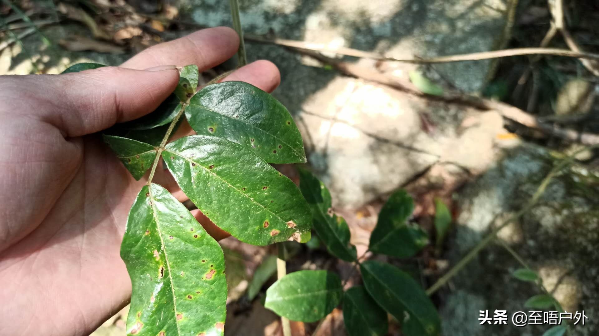 牛大力泡酒的正确方法（牛大力泡酒的正确方法比例）-第3张图片-易算准