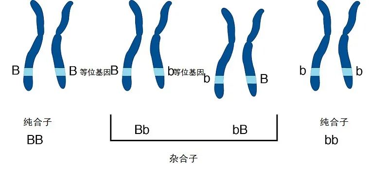 的情况也被称为"纯合子";相反,不同等位基因构成的也被称为"杂合子"