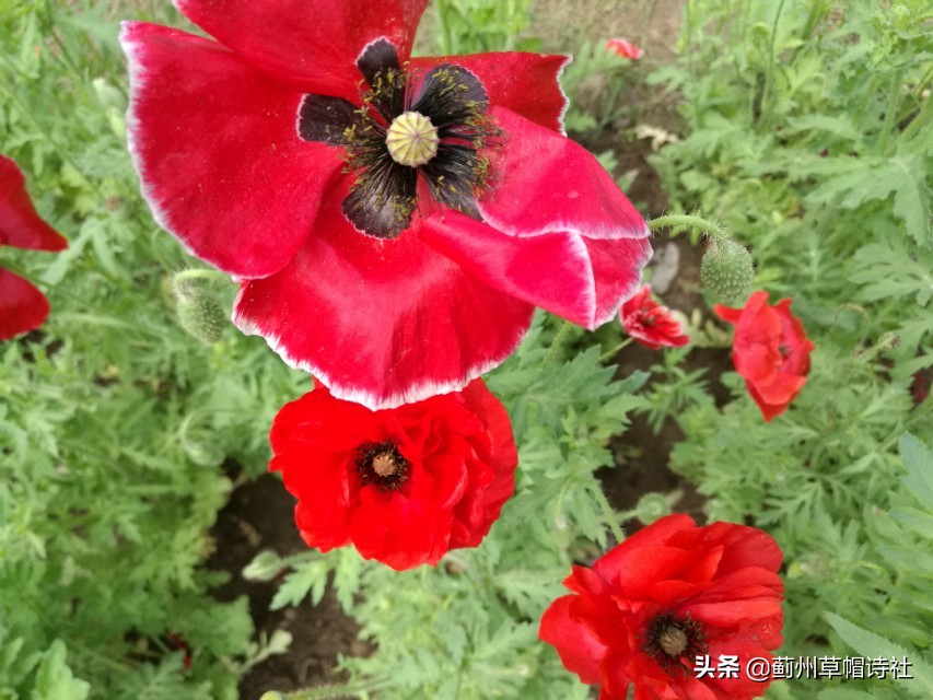 朝云暮雨|七绝•罂粟花|娇姿炫丽美人胎，摇曳妖娆妩媚腮