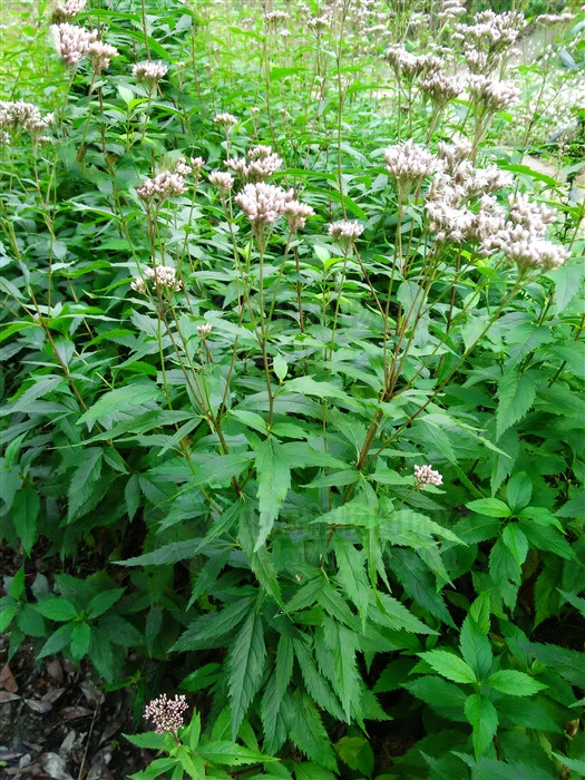 泽兰图片(佩兰) - 赤虎壹号