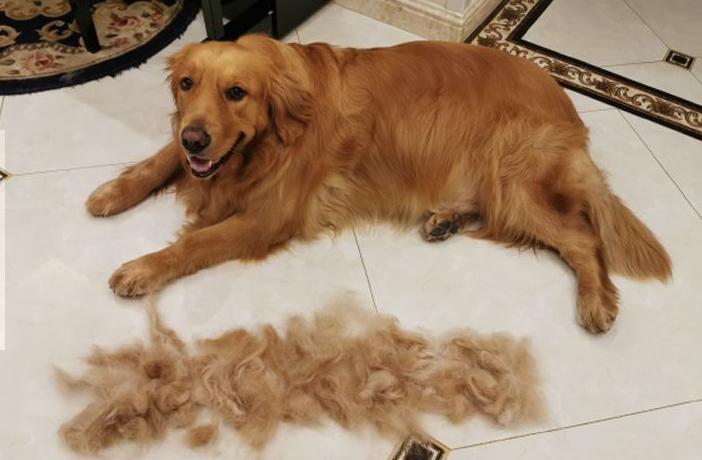 吉娃娃什么价位（吉娃娃犬的价格）