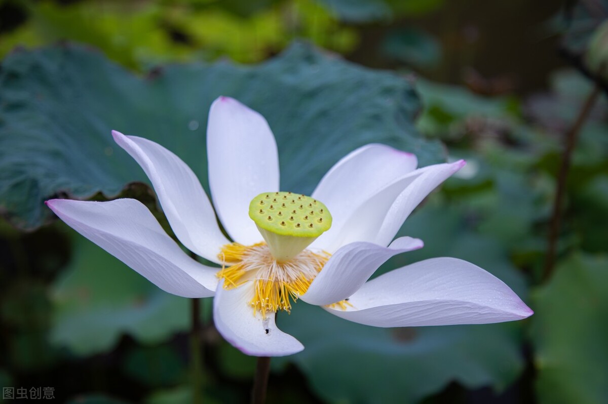 浮生若茶，甘苦一念，时光深处有诗意，随遇而安觅清欢