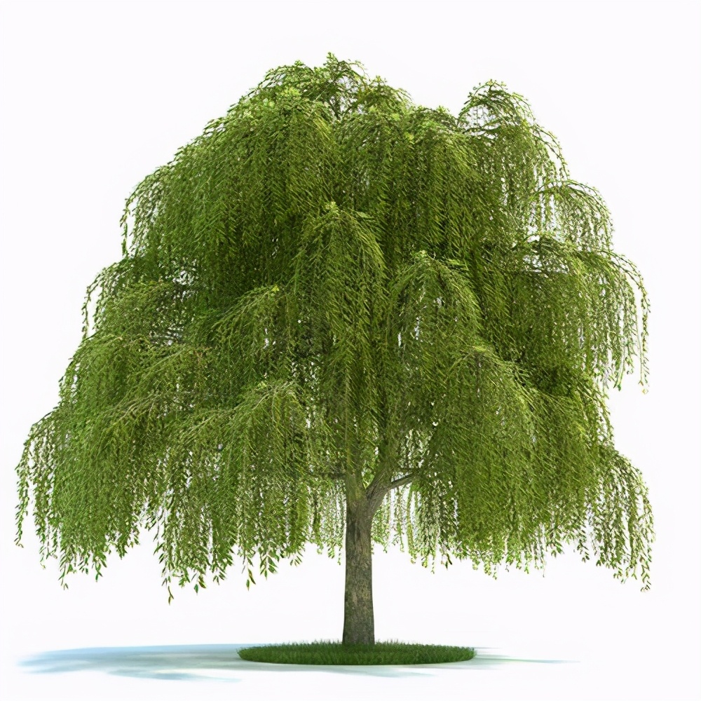 小学生优秀作文欣赏：《柳树》三篇，烟柳青青，正是春天好风景