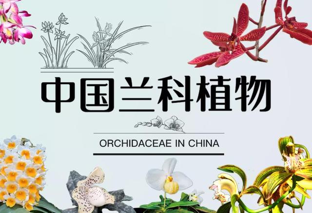 林草科普|中国兰科植物 - 独蒜兰属