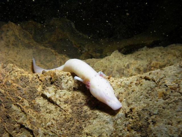 的生物,如几种蜗牛,巨蛤,白蟹,类似鳗鱼的白色鱼和粉红色的"火山鱼"