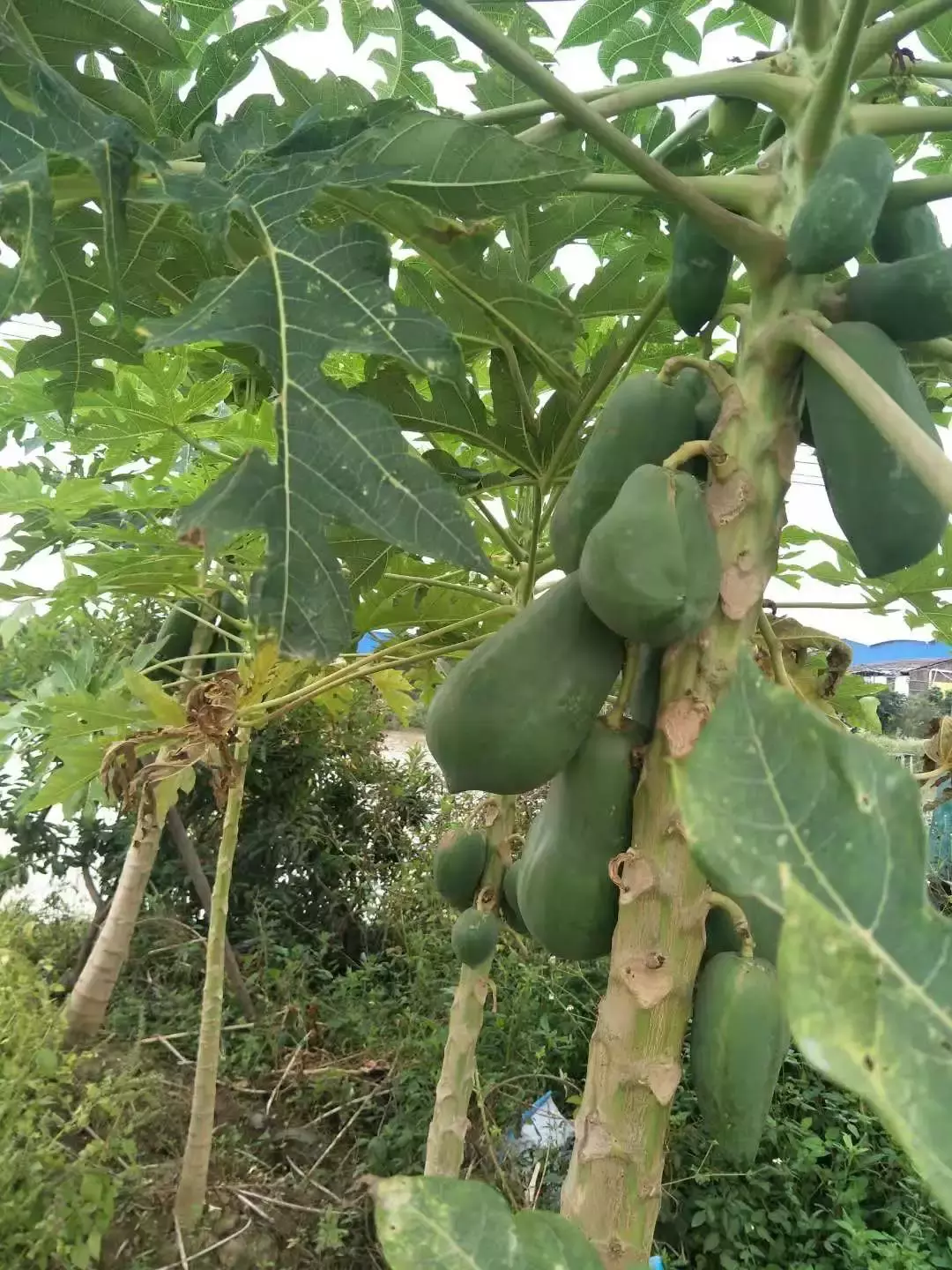 正宗佛跳墙多少钱一份(正宗佛跳墙奢华到什么程度) - 价格百科