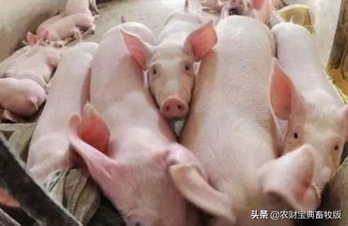 今日广西梧州的猪价「今日广西猪价格」