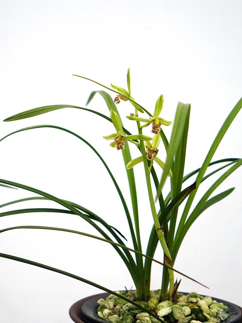 读关于兰的古诗,邂逅时光里的春天