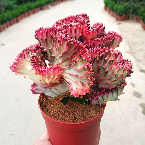 五,少量施肥植株壮彩春峰生长相对缓慢,对养分的需求