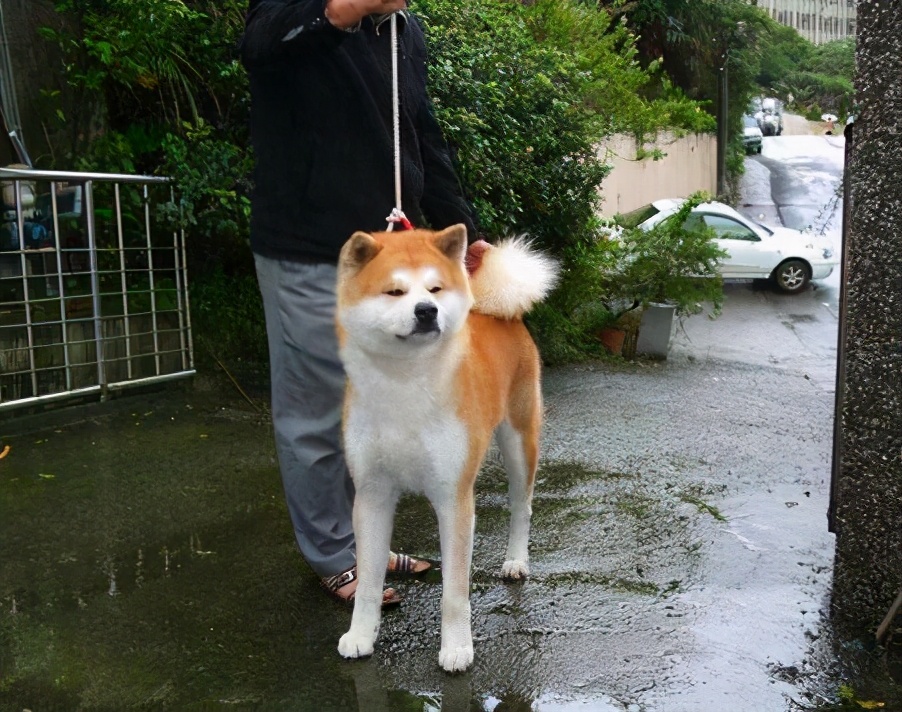 血统越纯,品相越好的秋田犬价格也就越高,如果是杂交的狗狗,看起来会