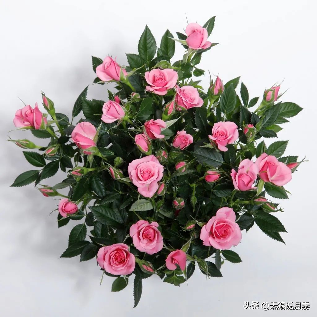 2020世界新品月季大赏，一起来看看都有哪些值得期待的新品种