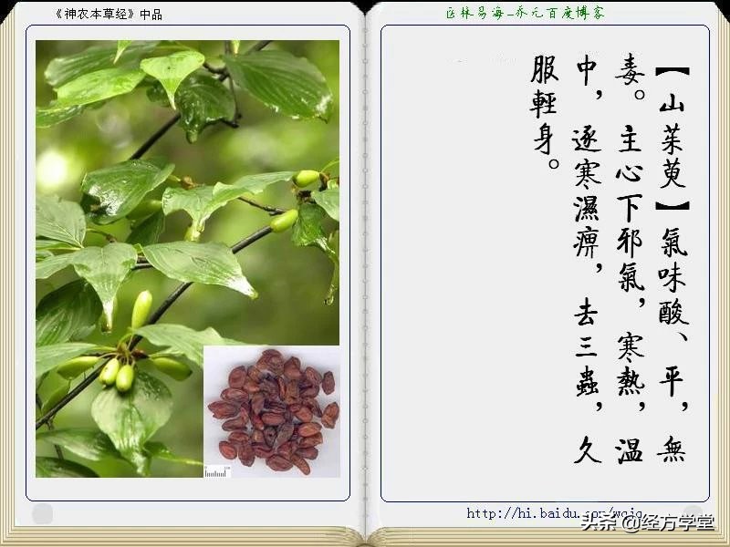 《神农本草经》全册图文解析 建议收藏