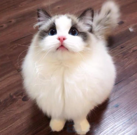 养布偶猫要面对的这些难题，你准备好了吗？
