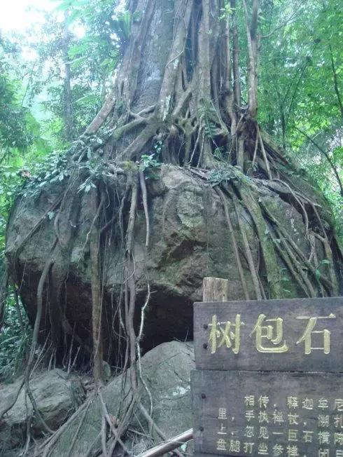 荆棘的意思 藤蔓的意思