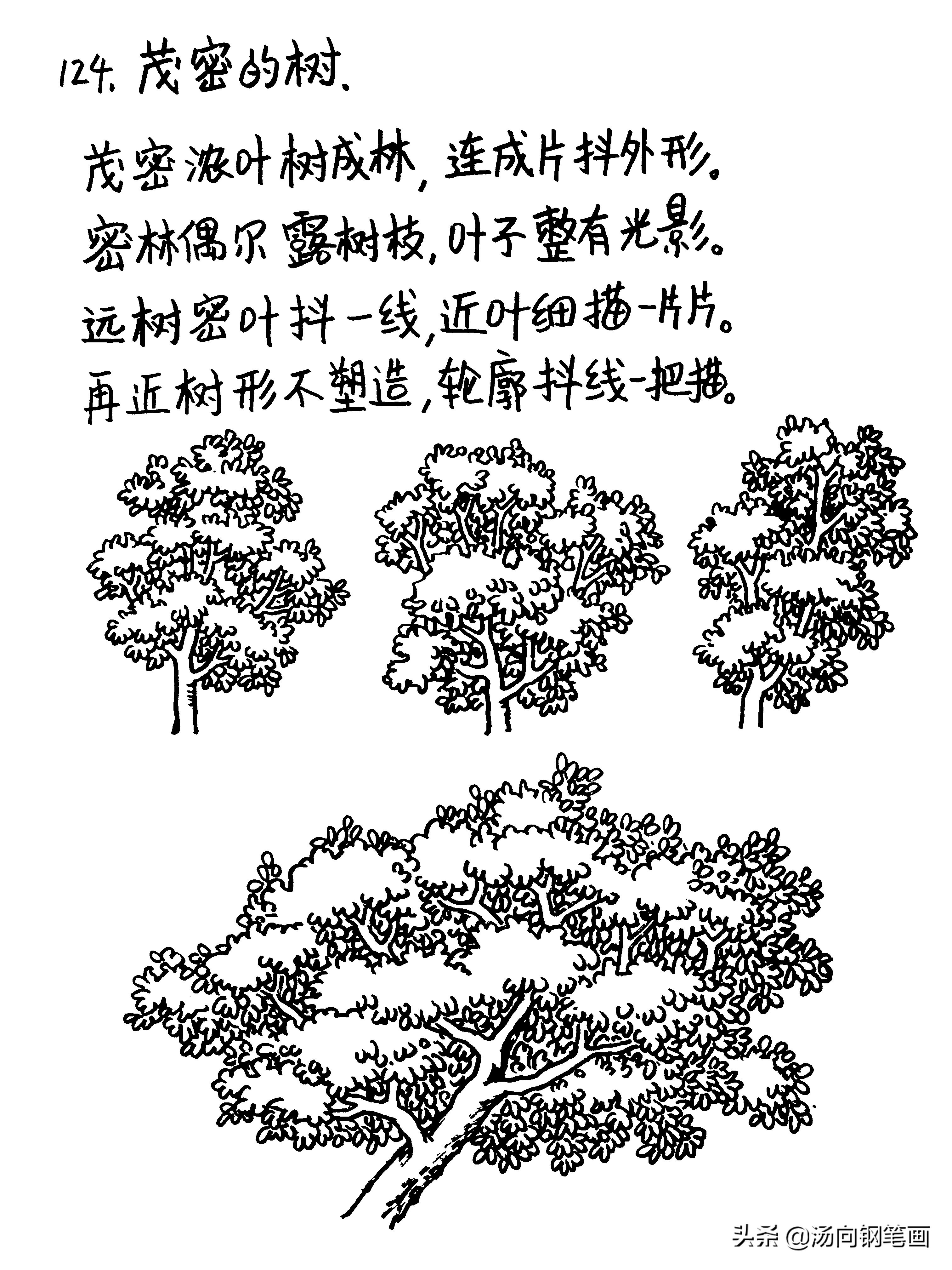 钢笔画零基础学习，茂密的树或树林连成一片，用这种画法表最好