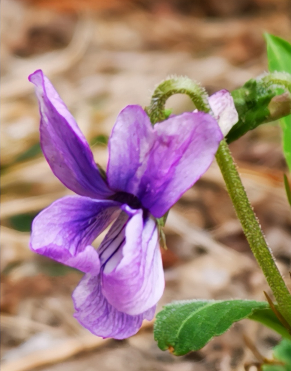 紫花地丁 长白山中早春第二开花的植物 而且可食可药可观赏