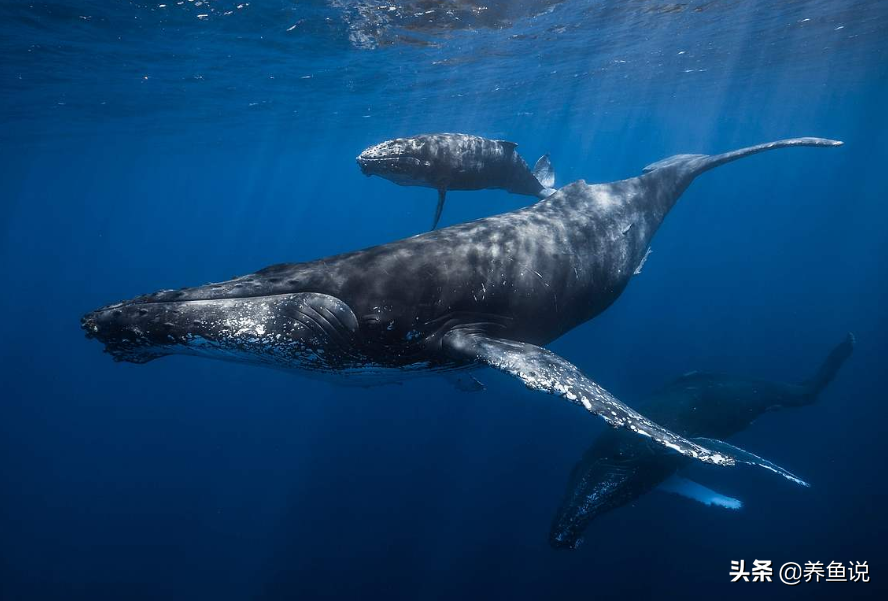 鲸鱼的寿命有多长(鲸鱼的寿命有多长？俗话说“一鲸落，万物生”是怎样盛大的景象？)