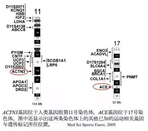 亚洲人为什么田径不行(为什么黄种人短跑不行？苏炳添创造奇迹，最关键是有一项技术改进)