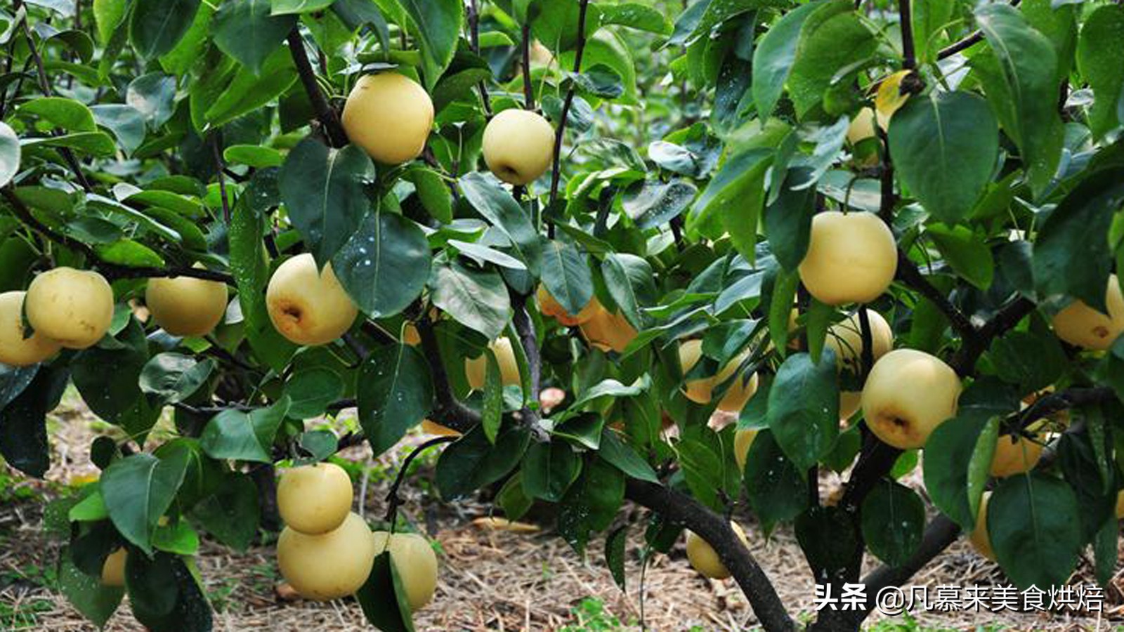 苹果梨图片（盘点全国最好吃的50种梨快收藏）
