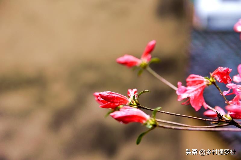 映山红花期开多久（分享植物映山红的开花期）