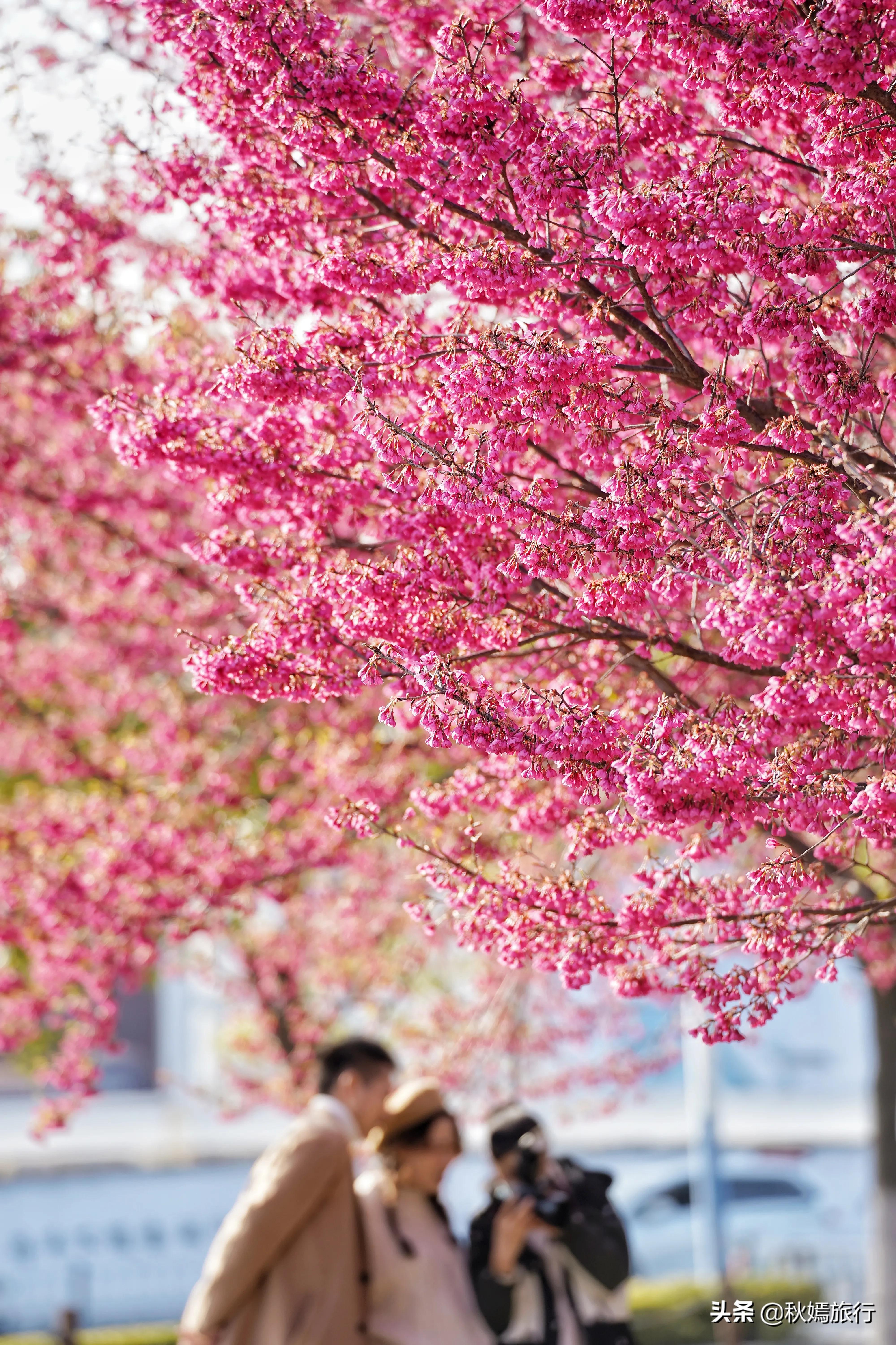 常熟马路旁有片寒绯樱盛开了,鲜艳靓丽,这座旅游城市春景迷人