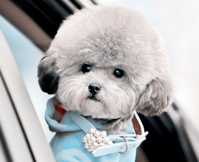 贵宾犬蘑菇头造型