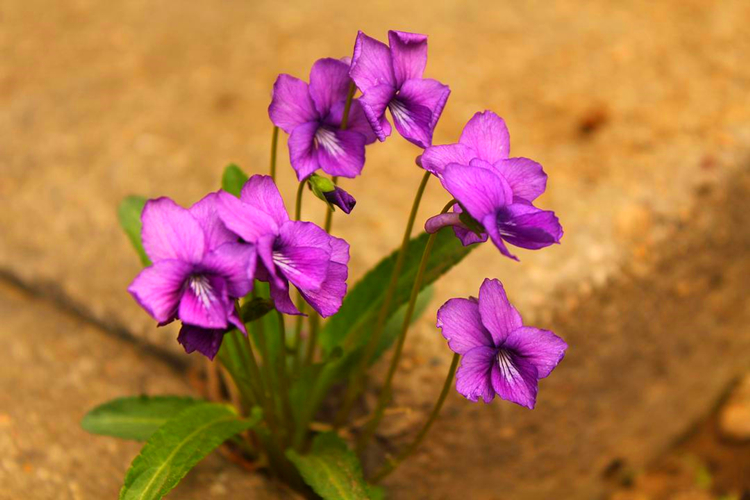 紫色小花有哪些（图文鉴赏6种常见的紫色花卉）