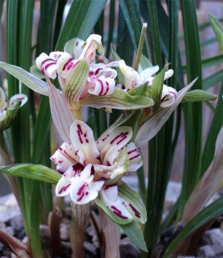 盖世奇花电影剧情「详解」 _晶羽科技