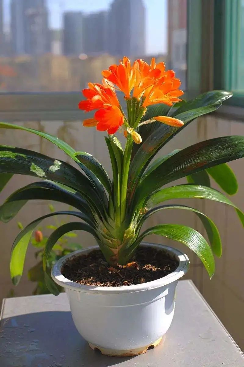常见50种植物（50种常见的室内盆栽绿化植物）